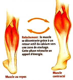 crampes douleurs musculaires